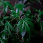 Prague Cannabis Tourism Guide