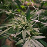 Legal Cannabis Shop Prague THC Chocolate and Hemp Treats