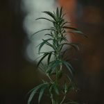 Prague Cannabis Market: Legal Status and Licensing img-502.jpg