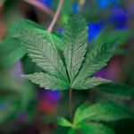 Welcome to the premier destination for high‑quality THC joints and a full spectrum of cannabis products in Prague