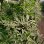 Prague Cannabis: Legal Retail, Market, and Services img-559.jpg