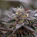 Welcome to the premier Prague dispensary