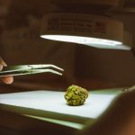 Prague Hemp Boutique: The Best Destination for Hemp and Cannabis Products
