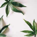 Prague Cannabis Delivery: The Premier Online Cannabis Shop