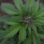 Welcome to the premier destination for THC joints, cannabis, marijuana, hemp, bud, weed, pot and all the accessories you need in Prague, Czech Republic