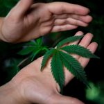 Welcome to the premier Prague cannabis shop