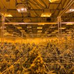 Prague Cannabis Guide