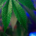 Fast THC Delivery in Prague