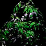 Welcome to the most reliable and affordable cannabis destination in the heart of the Czech Republic img-840.jpg