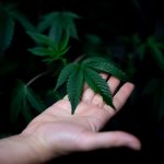 Prague has become a vibrant hub for cannabis enthusiasts