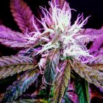 Premium THC Chocolates & More