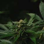 Welcome to the premier THC chocolate shop in Prague