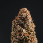 Looking for a reliable, discreet, and fast way to get premium cannabis, marijuana, and hemp products right to your doorstep in Prague?