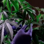 Prague has become a hub for cannabis enthusiasts across the Czech Republic
