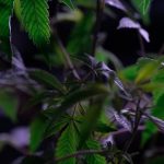 Why Prague is the Ideal Destination for Cannabis Enthusiasts