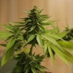 Prague is rapidly becoming a hub for the hemp and cannabis market in the Czech Republic img-967.jpg