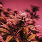 Explore Prague’s premier hemp marketplace picture (13)